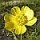 Buttercup Image