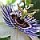 Passion Flower Image