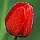 Tulip Image